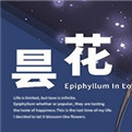 昙花游戏steam官网版下载